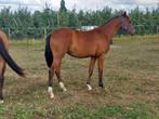 Jaarling dressuurmerrie, Dieren en Toebehoren, Merrie, Gechipt, Dressuurpaard, 0 tot 2 jaar