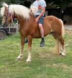 Bijzonder mooie haflinger, 11 jaar of ouder, Recreatiepony, Gechipt, E pony (1.48m - 1.57m)