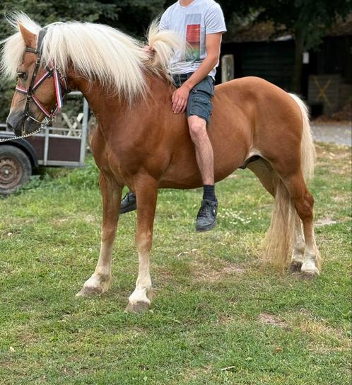Bijzonder mooie haflinger, Dieren en Toebehoren, Pony's, Hengst, Zadelmak, E pony (1.48m - 1.57m), Recreatiepony, 11 jaar of ouder
