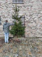 Mooie kerstboom met wortel te koop, Ophalen