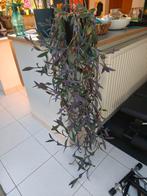 Tradescendia pallida, Huis en Inrichting, Kamerplanten, Ophalen