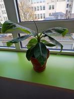 Kleine gezonde bananenplant, Ophalen