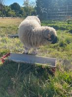 Walliser Schwarznase ooi, Dieren en Toebehoren, Vrouwelijk, Schaap, 0 tot 2 jaar