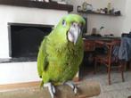 Perroquets, Dieren en Toebehoren, Vogels | Parkieten en Papegaaien, Vrouwelijk, Papegaai