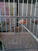 Satinet goudvinkman split geel, Dieren en Toebehoren