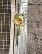 Halsband parkiet, Dieren en Toebehoren, Vogels | Parkieten en Papegaaien, Parkiet, Geringd