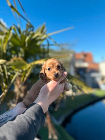 Prachtige langharige dwergteckel pups ( shaded cream)  beschikbaar voor biedingen