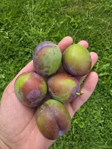 Lekkere bio pruimen 20 stuks 2€, Enlèvement