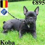 Chiot Bouledogue Français "Koba" à vendre (Belge), 15 semaines à 1 an, Commerçant, Chien (mâle), Autres races