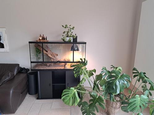 Terrarium op kast met alle toebehoren, Dieren en Toebehoren, Reptielen en Amfibieën | Toebehoren, Zo goed als nieuw, Ophalen