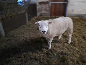 Schapenbok, Mâle, Mouton, 0 à 2 ans