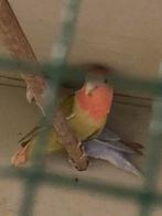 Rossecolli’s, Dwergpapegaai of Agapornis