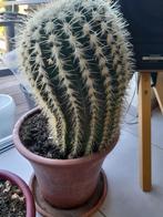 Grote cactus, Huis en Inrichting, Ophalen, Cactus, Minder dan 100 cm, Volle zon