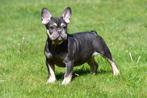 Franse Bulldog pups te koop