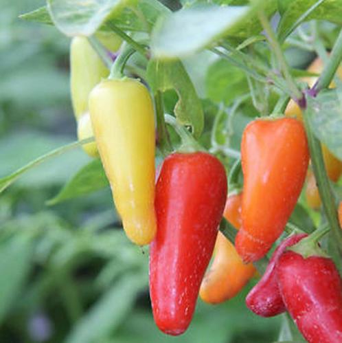 Peperzaden NUMEX PIÑATA (20 stuks), Tuin en Terras, Bloembollen en Zaden, Zaad, Voorjaar, Volle zon, Verzenden