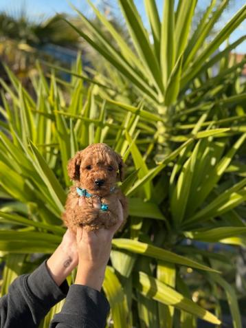 Prachtige dwergpoedel pups beschikbaar voor biedingen