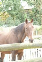 Lieve grote ruin te koop, Dieren en Toebehoren, Paarden, Ruin