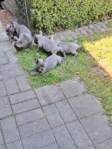 Blauw-Grijs Franse bulldog puppy's  beschikbaar voor biedingen