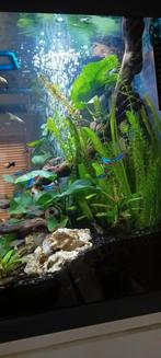 Zoetwatervissen guppy en molly, Animaux & Accessoires, Poissons | Poissons d'aquarium