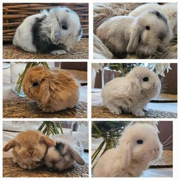 Lapin minilop beschikbaar voor biedingen