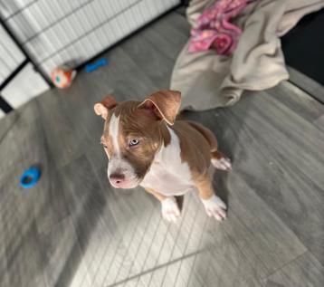 Leuke Amerikaanse Stafford pup (reutje) beschikbaar voor biedingen