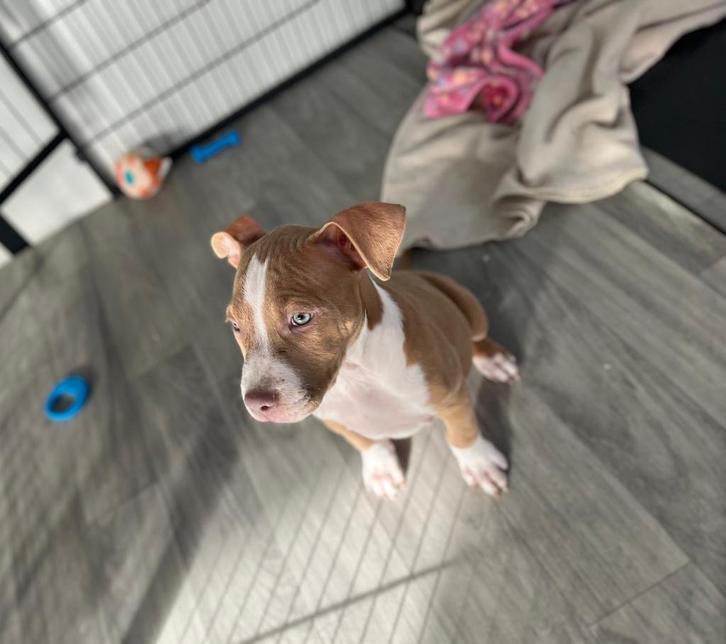 Leuke Amerikaanse Stafford pup (reutje), Dieren en Toebehoren, Honden | Jack Russells en Terriërs, Meerdere dieren, American Staffordshire Terriër