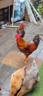 Jeunes coqs à vendre, Mâle, Poule ou poulet