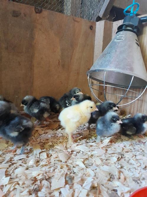 Kuikens mechelse koekoek, Dieren en Toebehoren, Pluimvee, Kip, Geslacht onbekend
