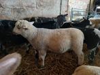 Agneaux, Animaux & Accessoires, Mâle, Mouton, 0 à 2 ans
