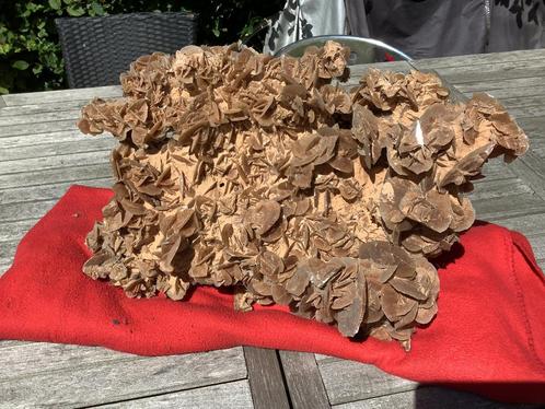 Woestijnroos, zandroos, Verzamelen, Mineralen en Fossielen, Ophalen