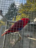 Koppel edelpapegaaien van 2020, Meerdere dieren, Papegaai, Pratend