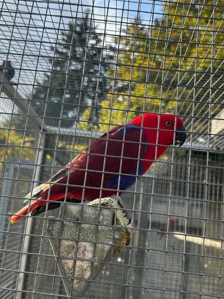 Koppel edelpapegaaien van 2020, Dieren en Toebehoren, Vogels | Parkieten en Papegaaien, Papegaai, Meerdere dieren, Pratend, Tam