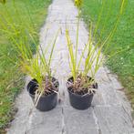 Bleek cypergras, Tuin en Terras, Planten | Tuinplanten, Ophalen