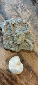 Ammonieten, Ophalen of Verzenden