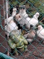 Zijde hoenders per Koppel, Dieren en Toebehoren, Pluimvee