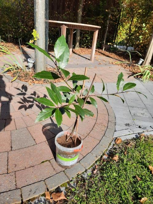 Laurier boompje of struikje Laurus Nobilis voor keuken, Tuin en Terras, Planten | Bomen, Zuilboom, Minder dan 100 cm, Halfschaduw