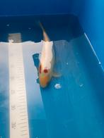 Grote goudvissen van 15 tot 25 cm mag ook appart, Goudvis(sen)