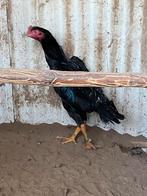 Mooie Shamo haan, Animaux & Accessoires