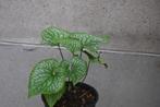 Brunnera macrophylla, Ophalen, Lente, Vaste plant, Halfschaduw