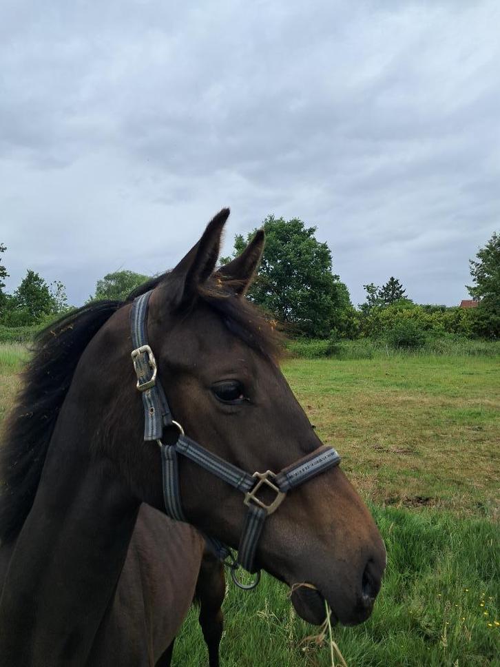 Grote jaarling merrie, Dieren en Toebehoren, Paarden, Merrie, Onbeleerd, Minder dan 160 cm, 0 tot 2 jaar, Springpaard, Met stamboom