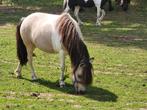 Nmprs mini merrie, Dieren en Toebehoren, Pony's, Merrie