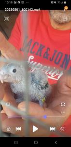 2 pyrhura´s te koop 70€voor 1 en voor beide130€, Dieren en Toebehoren, Vogels | Parkieten en Papegaaien