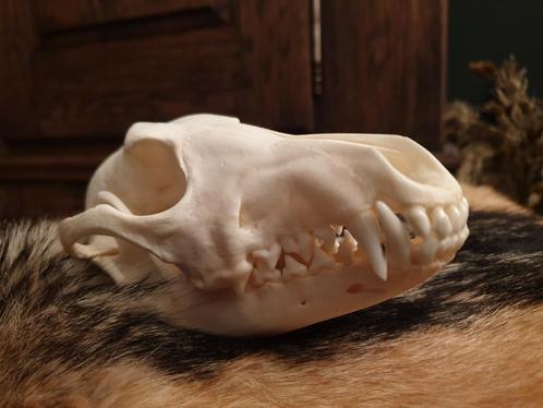 Jakhals schedel. Rariteitenkabinet, mancave, jacht, wild, Verzamelen, Dierenverzamelingen, Zo goed als nieuw, Schedel, Ophalen of Verzenden