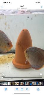 Antwerpen 2100, Dieren en Toebehoren, Vissen | Aquariumvissen, Vis, Zoetwatervis