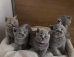Britse korthaar kitten, Dieren en Toebehoren, Kater, Gechipt, 0 tot 2 jaar