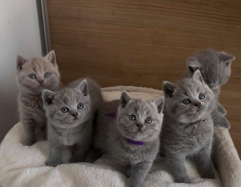 Britse korthaar kitten, Dieren en Toebehoren, Katten en Kittens | Raskatten | Korthaar, Kater, 0 tot 2 jaar, Gechipt, Ontwormd