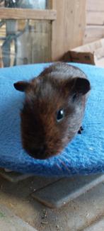 Cavia beertje, Cavia, Mannelijk, Tam, Oktober