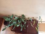 Photinia, Tuin en Terras, Ophalen