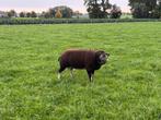 Stamboek dassenkop jaarlingram te koop, Dieren en Toebehoren, Schapen, Geiten en Varkens, Mannelijk, Schaap, 0 tot 2 jaar