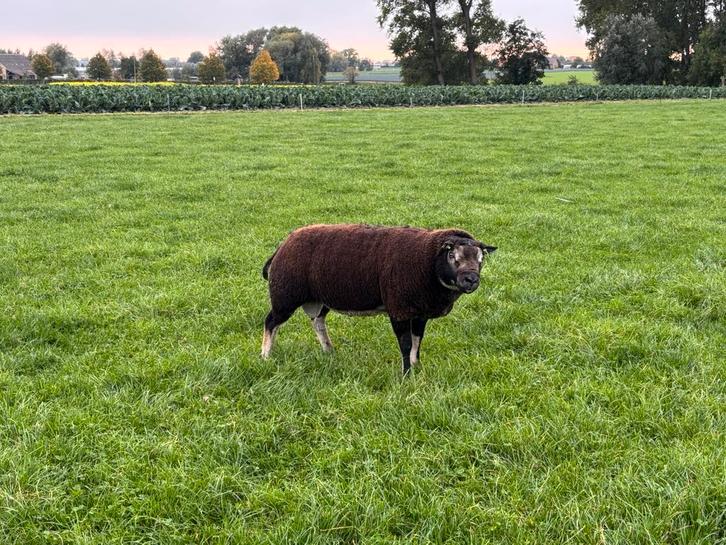 Stamboek dassenkop jaarlingram te koop, Dieren en Toebehoren, Schapen, Geiten en Varkens, Schaap, Mannelijk, 0 tot 2 jaar